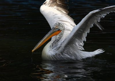 Pelicanii