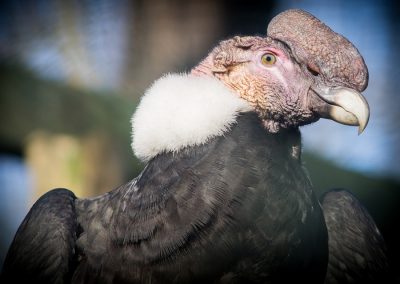 Vulturul gryphus