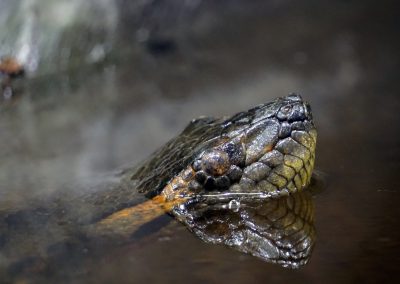 Anaconda Verde