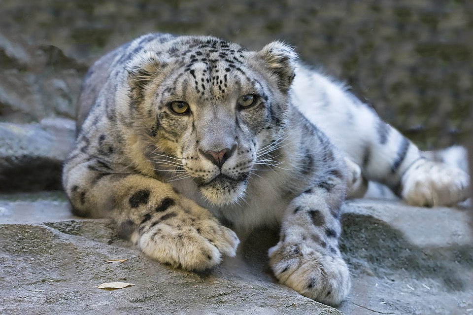Leopardul de zapadă