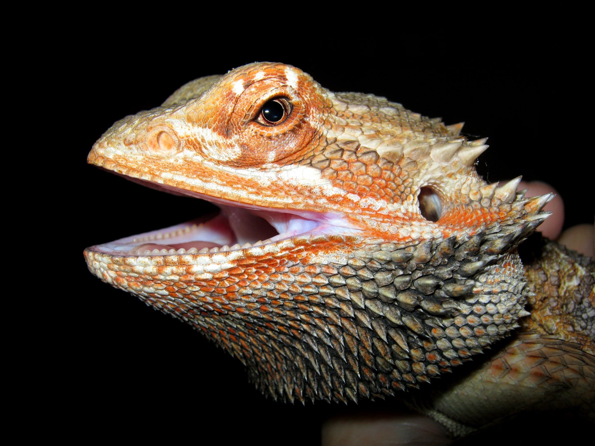 Dragon cu barbă: caracteristici ale păstrării unui dragon domestic