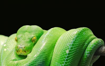 Ziua mondială a șerpilor
