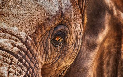 Ziua Internațională a elefantului