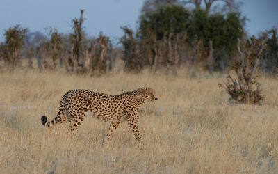 Ziua internațională a ghepardului