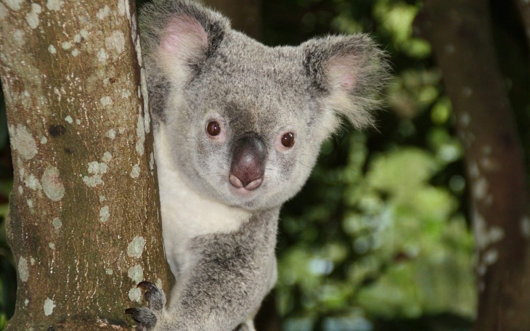 3 mai – La mulți ani, Koala!