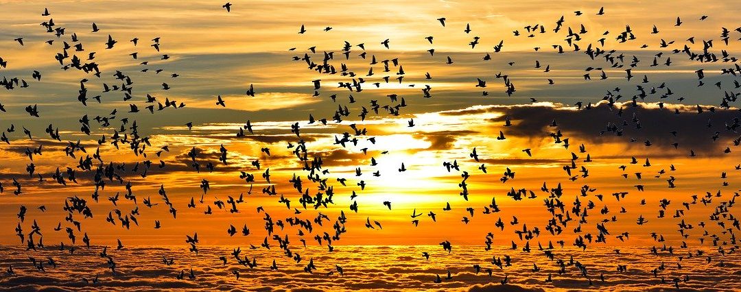 9 Mai – Ziua păsărilor migratoare