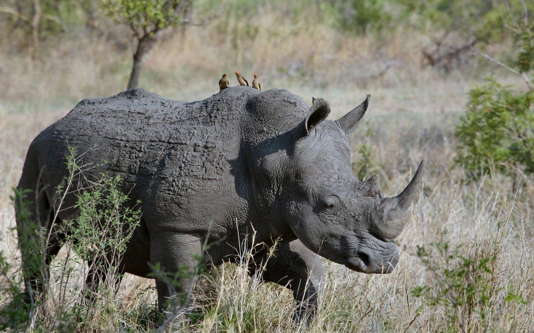 Dacă rinocerul are o vedere slabă. Rinocer indian – Rhinoceros unicornis