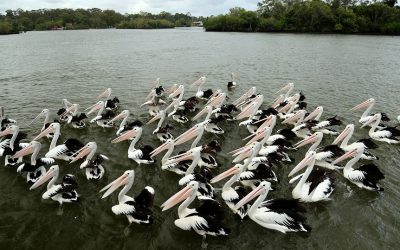 Biodiversitatea din Regiunea Dunăre – Carpați amenințată