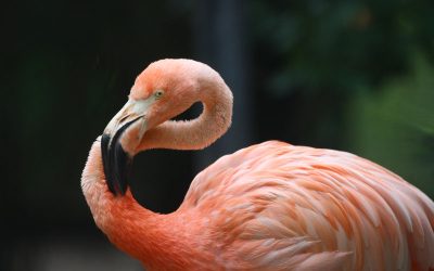 Ziua Mondială a Păsărilor Flamingo