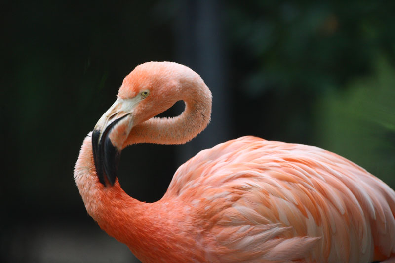 Ziua Mondială a Păsărilor Flamingo