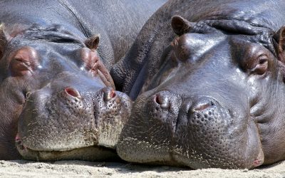 Ziua Internațională a Hipopotamului