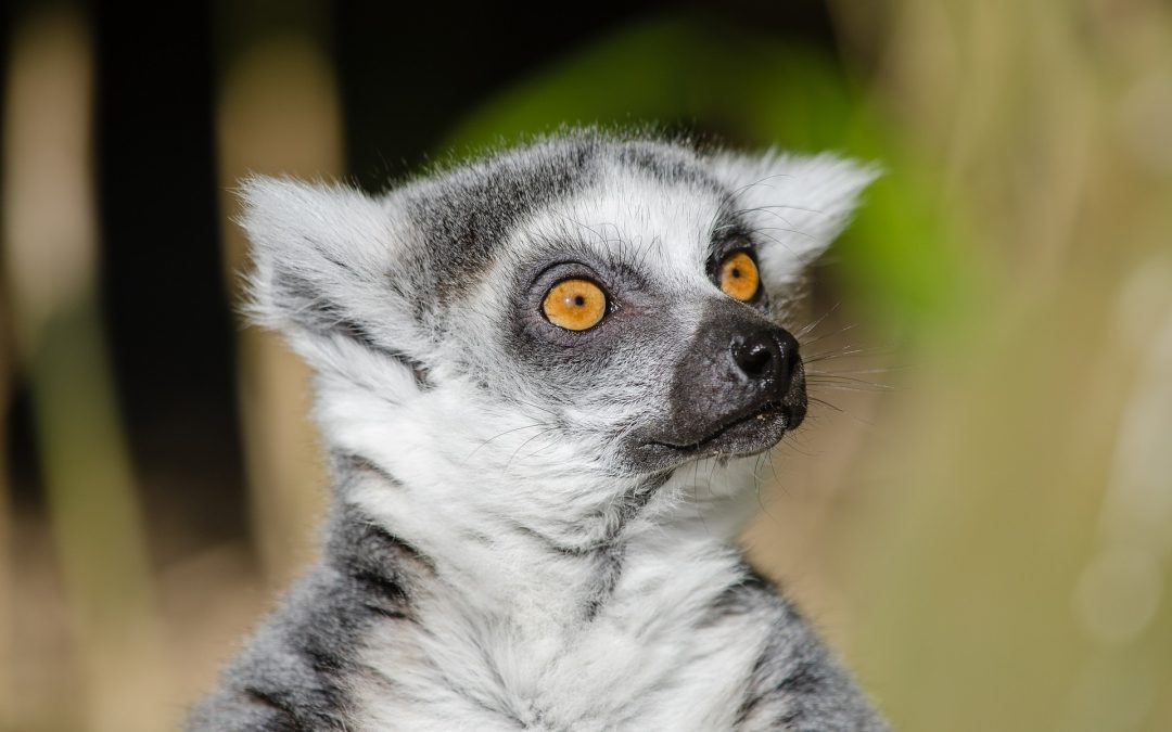 Lemurul cu coadă vargată