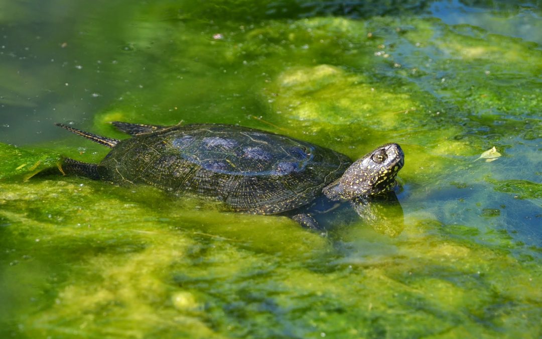 Broasca țestoasă de apă
