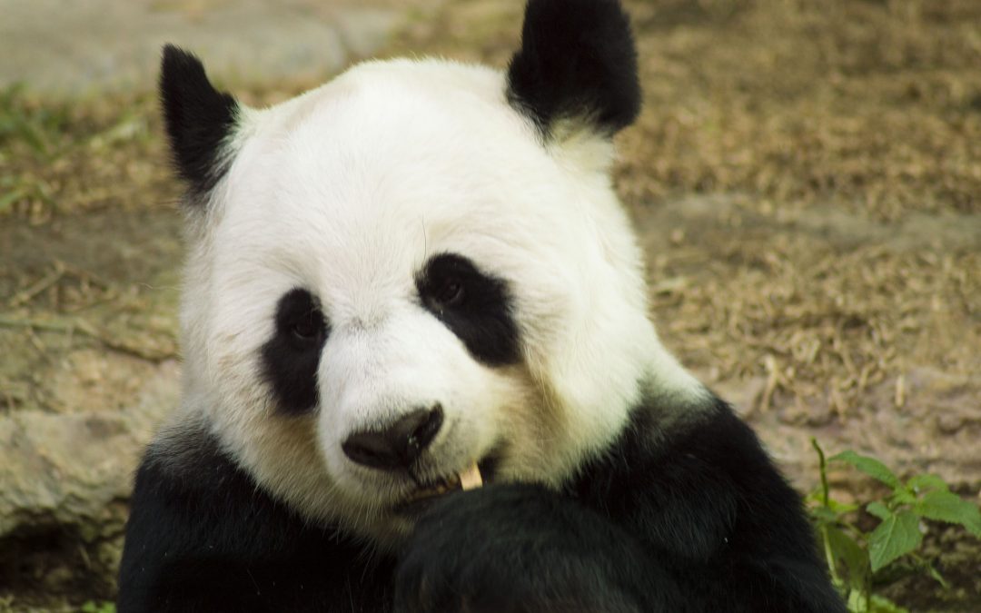 Vești bune pentru Urșii Panda Gigant de la IUCN