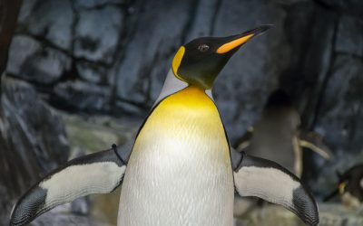 Ziua Internațională a Pinguinilor