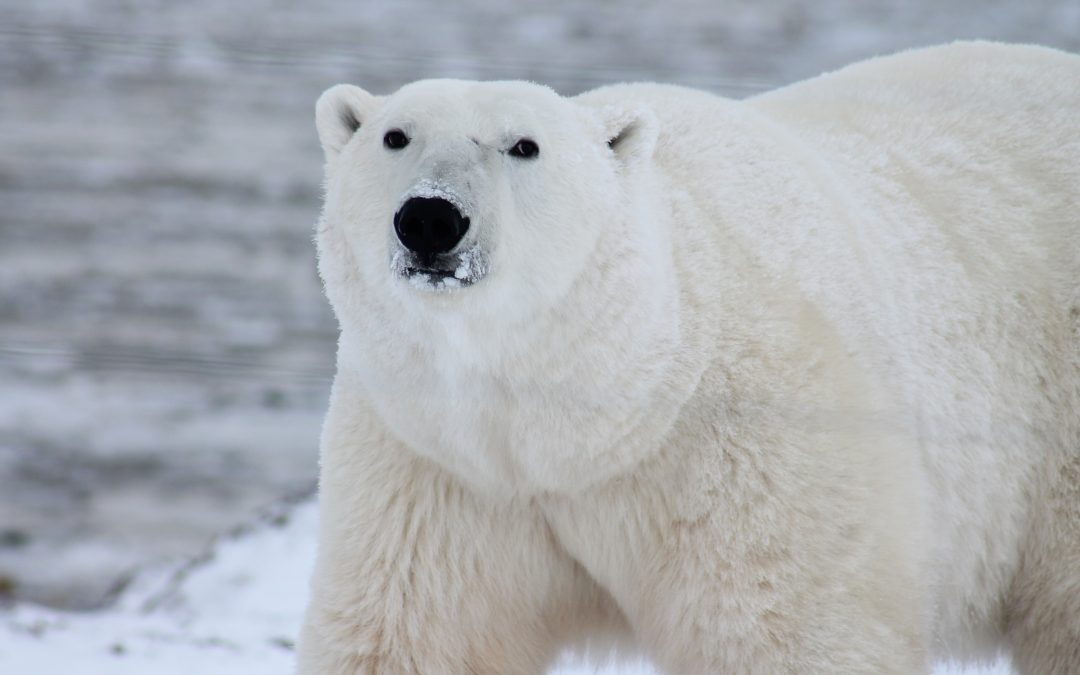 Urșii polari amenințați cu dispariția