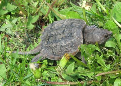 Broasca țestoasă pocnitoare