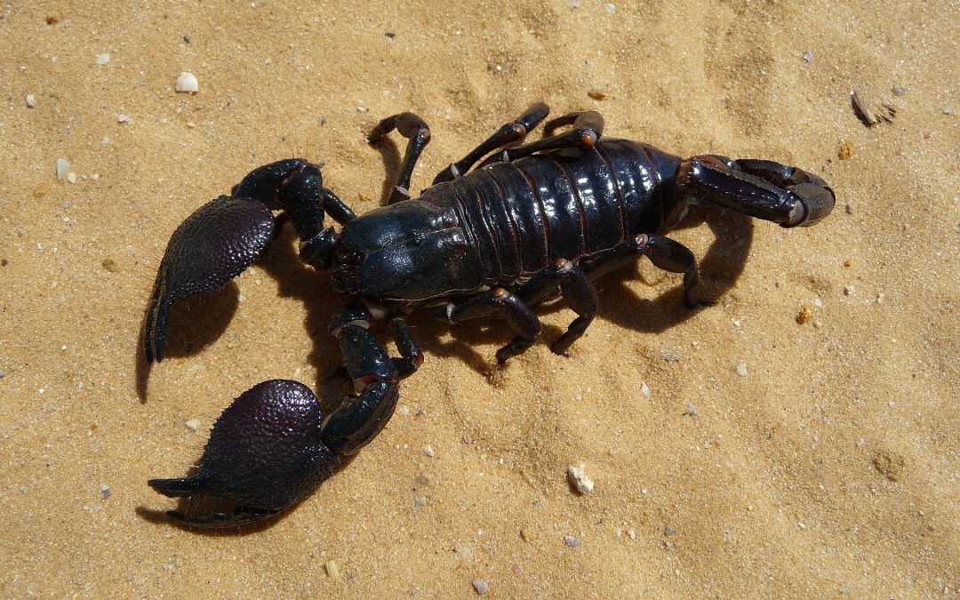 Scorpionul imperial