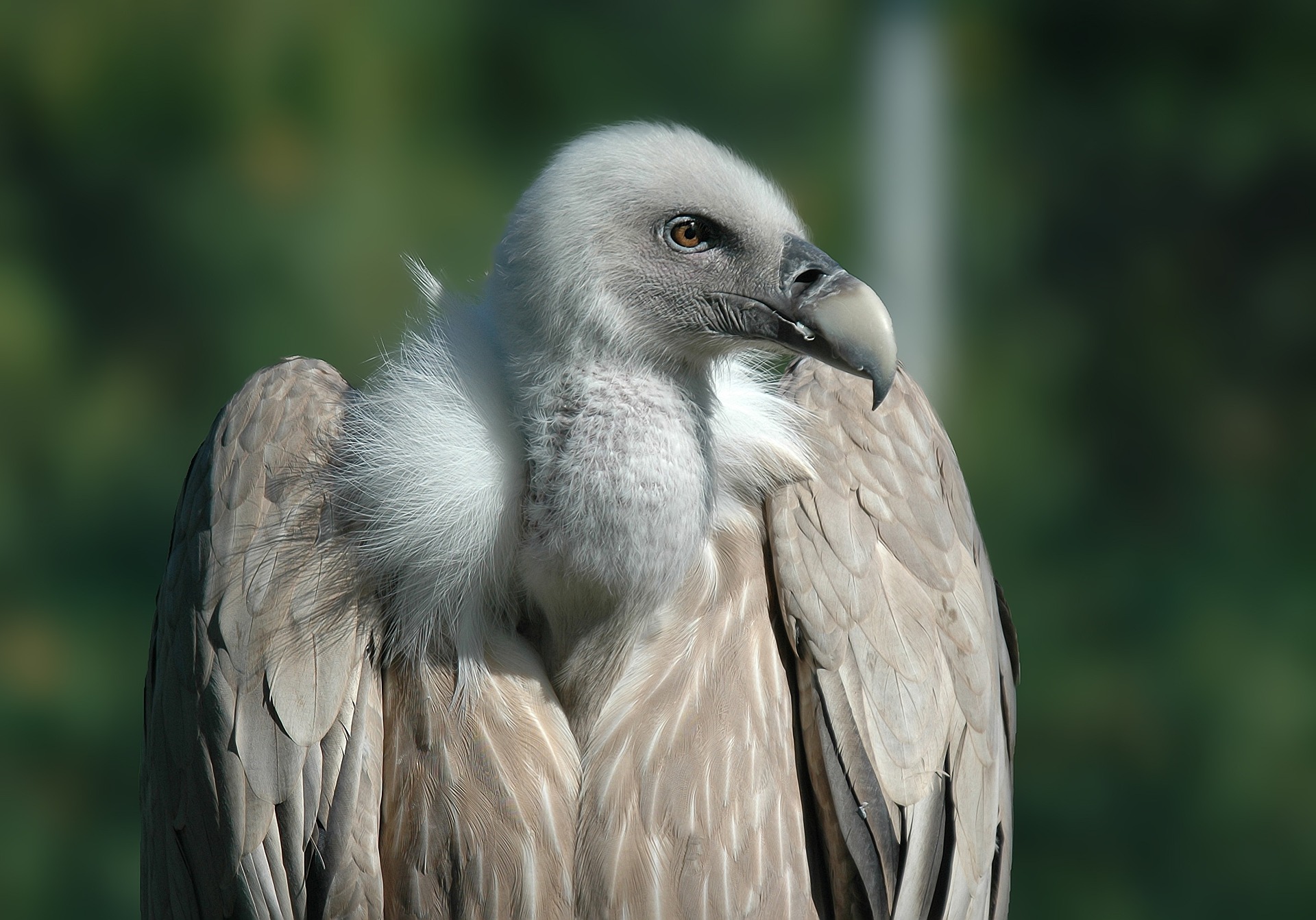 Vulturul pleșuv sur | Grădina ZOO