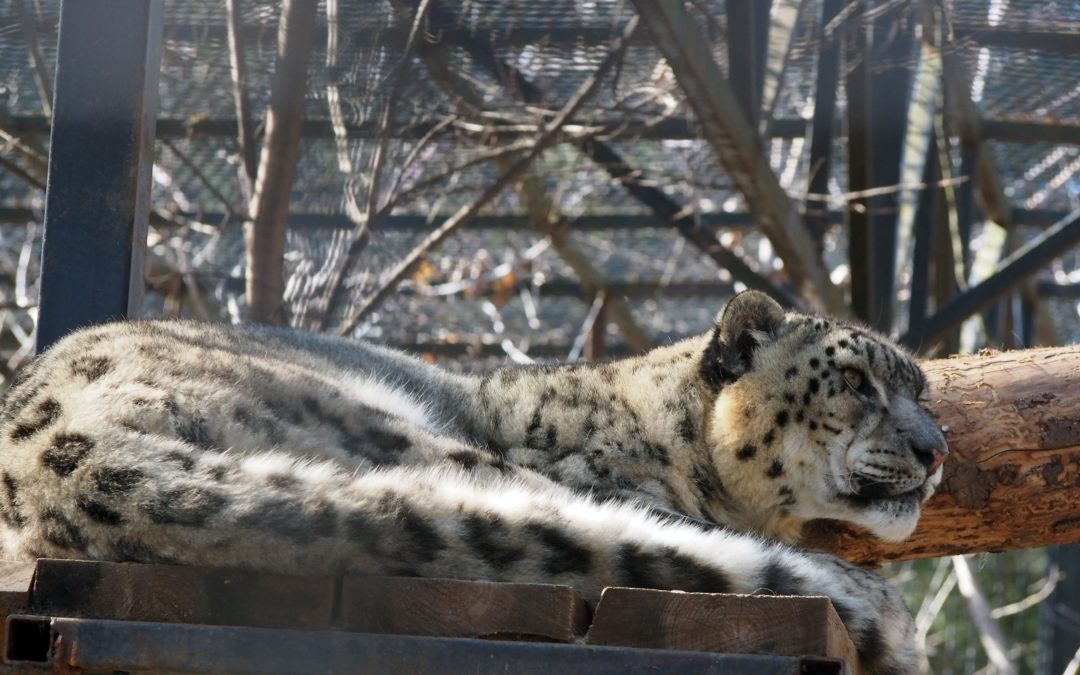 Ziua internațională a leopardului de zăpadă