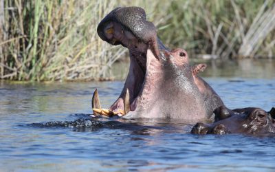 Ziua internațională a hipopotamilor