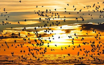 9 Mai – Ziua păsărilor migratoare